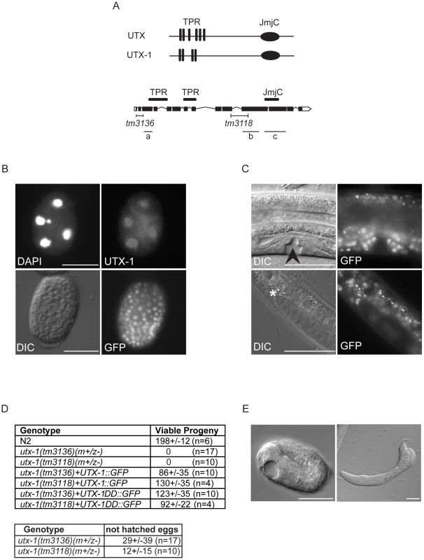 UTX-1 expression and <i>utx-1</i> embryonic phenotypes.