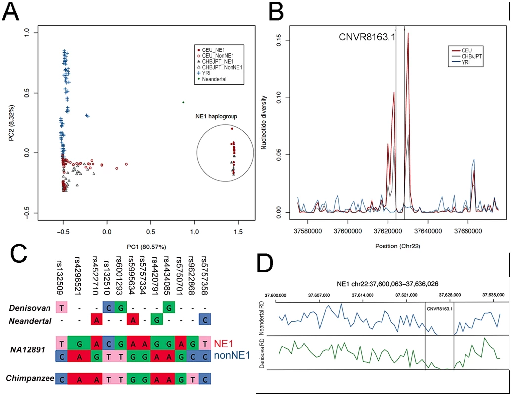 NE1 haplotypes share ancestry with Neandertals.