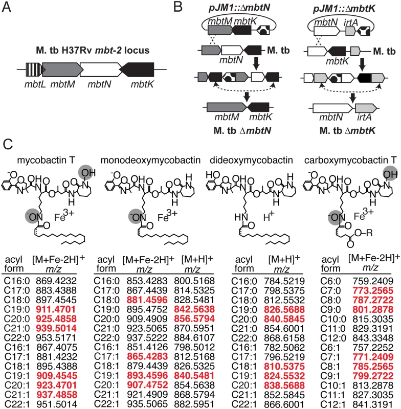 Mycobactin synthases synthesize M. tb siderophores mycobactin and carboxymycobactin.