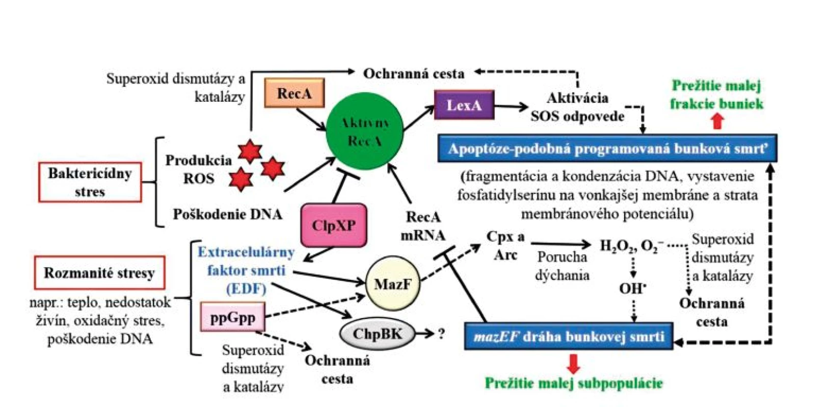 Bunková smrť u baktérií a jej charakteristické fyziologické a biochemické znaky
Figure 2. Bacterial cell death and its characteristic physiological and biochemical hallmarks