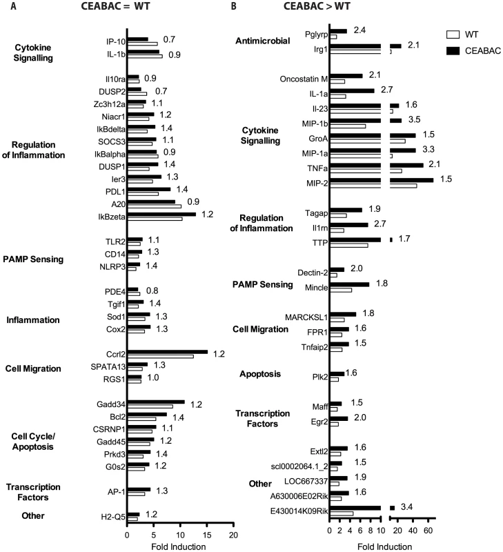 <i>N. gonorrhoeae</i> drives an acute inflammatory transcriptional program.