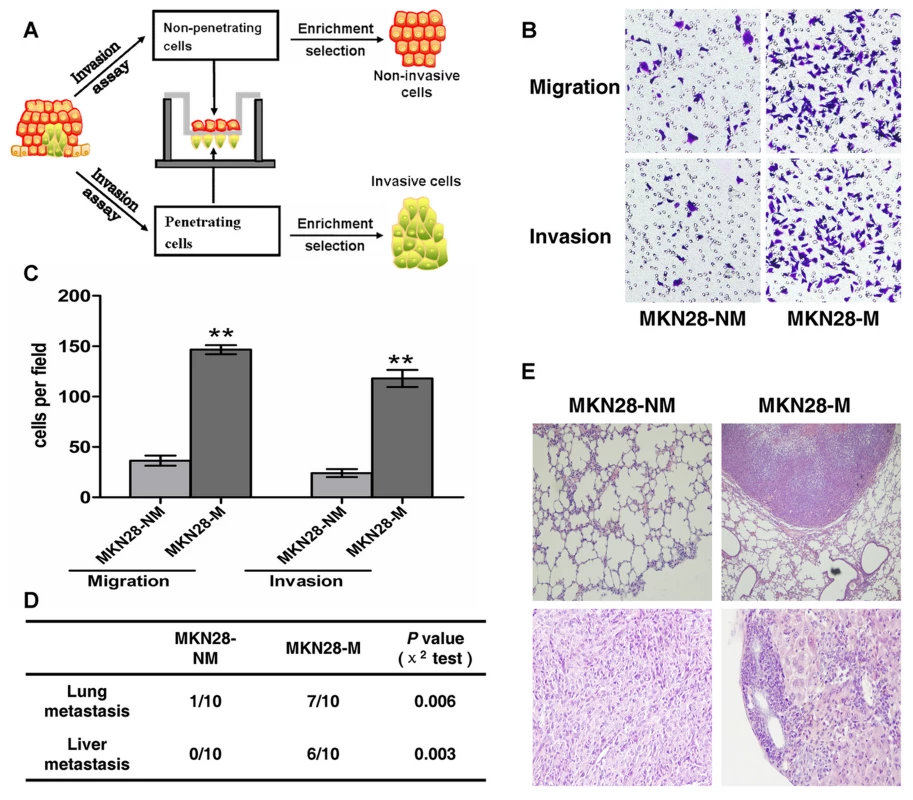 The metastatic characteristics of each cell subline.