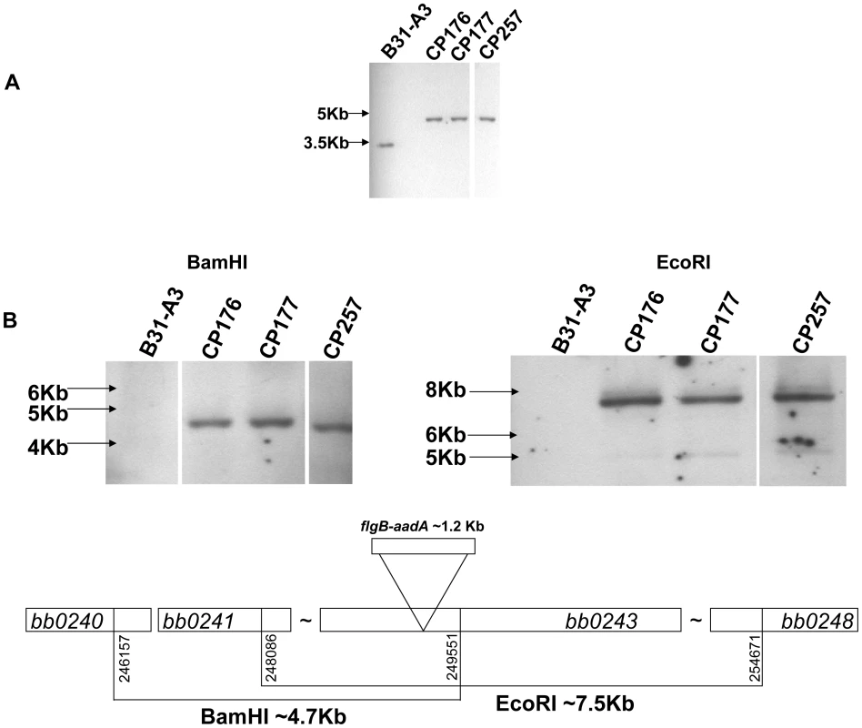 Confirmation of <i>glpD</i> disruption.