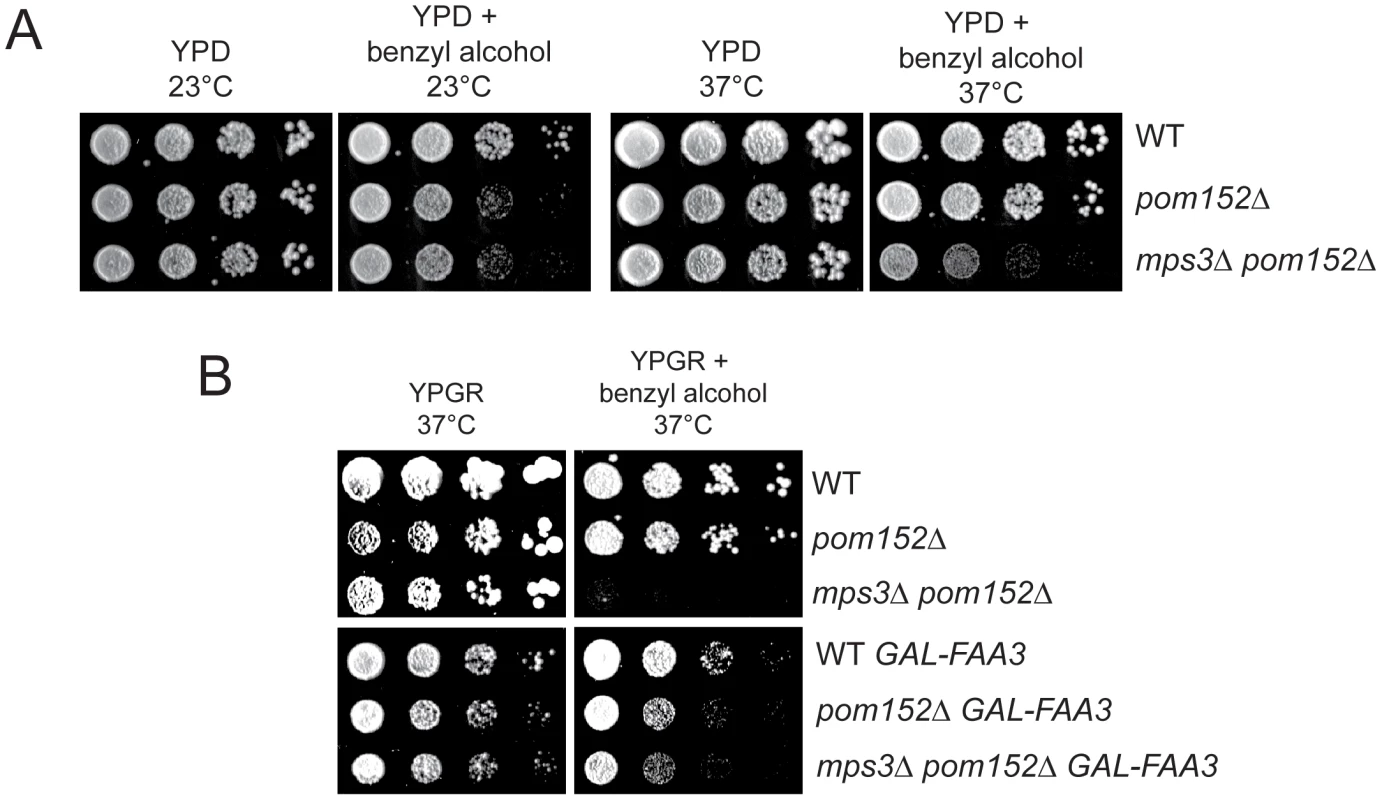 Membrane defects in cells lacking <i>MPS3</i> can be suppressed by <i>FAA3</i>.