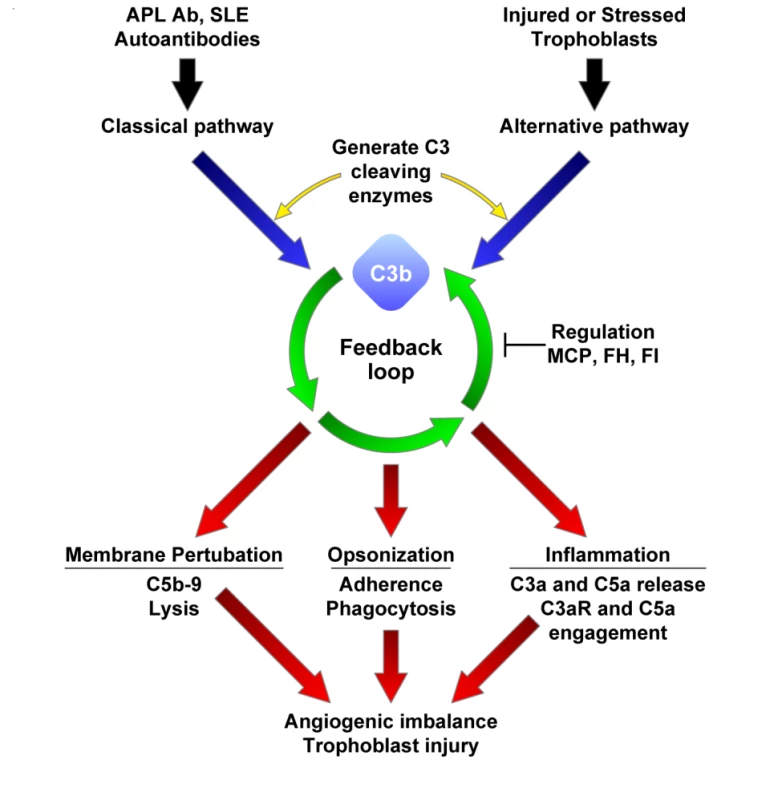 Complement activation in preeclampsia.