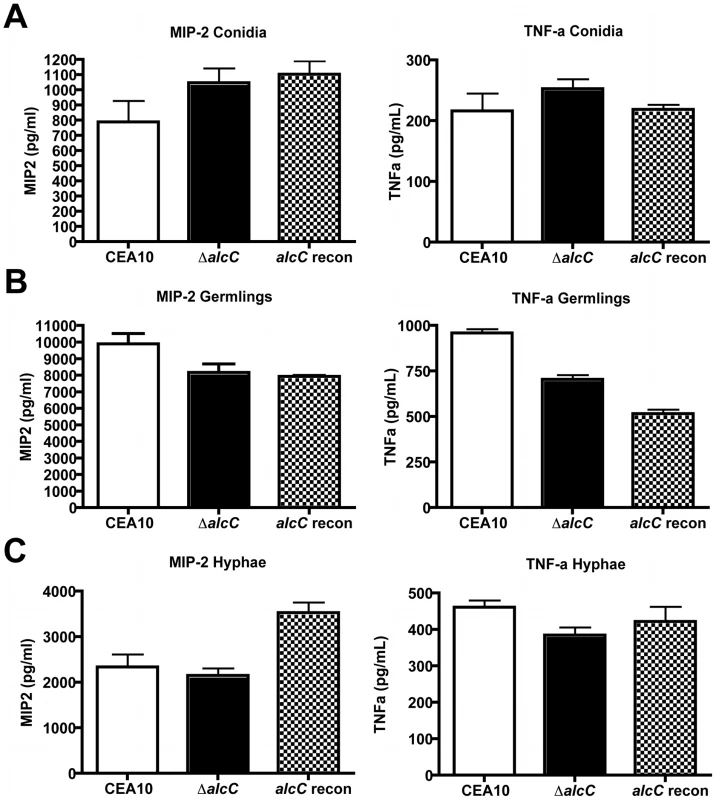 Increased cytokine response is not caused by cell wall changes of the Δ<i>alcC</i> strain.