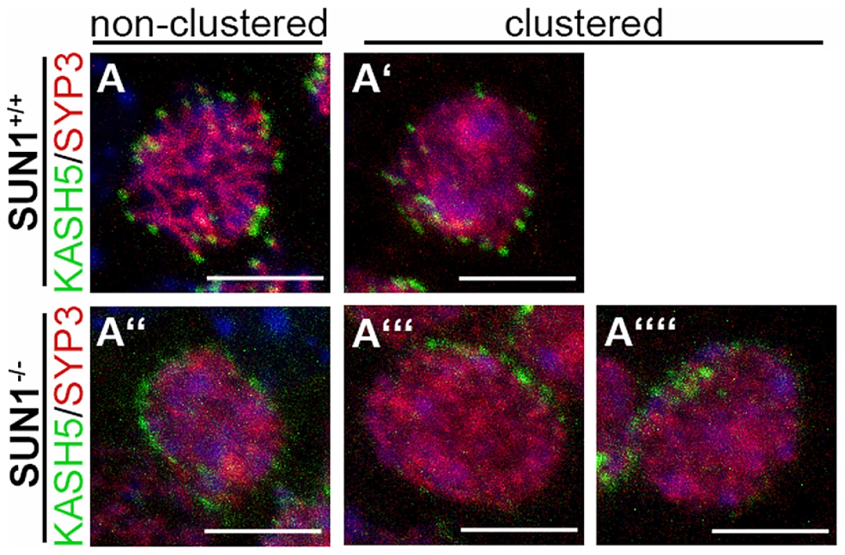 Meiotic telomere clustering in the absence of SUN1.