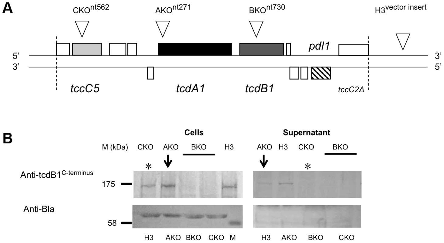 The cosmid model for heterologous TC synthesis and secretion in <i>E. coli</i>.