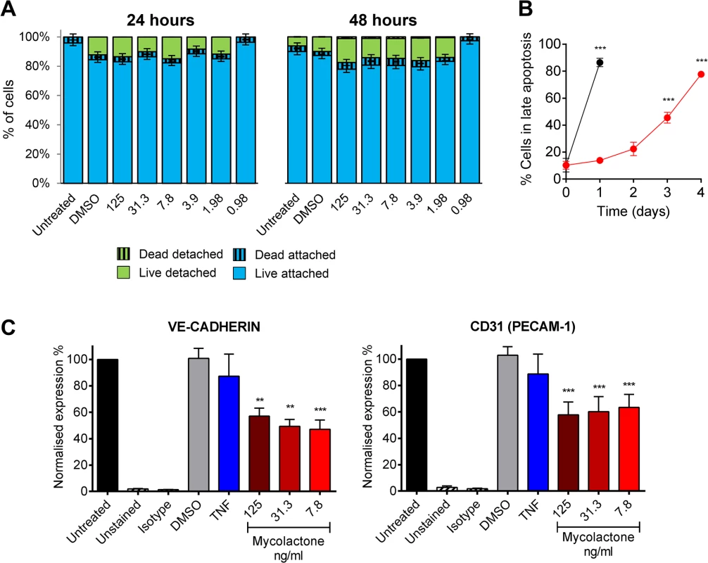 Mycolactone causes detachment of endothelial cells, apoptosis in 3–4 days, and depletes CD31 (PECAM-1) and VE-cadherin the surface.