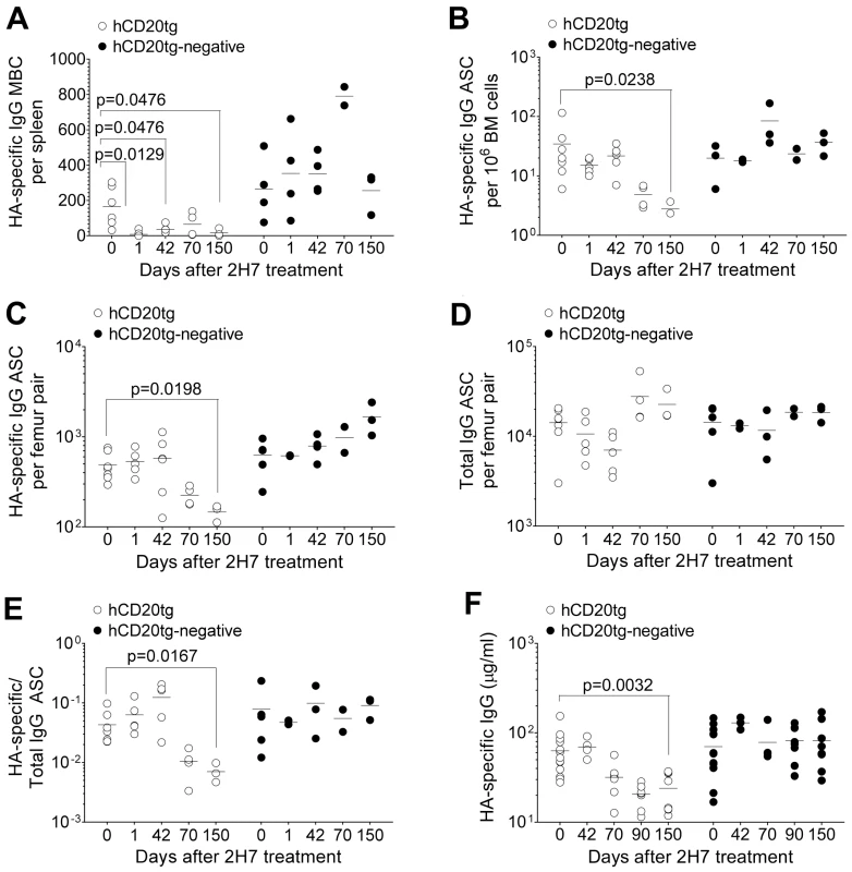Eventual loss of HA-specific ASCs and HA-specific serum IgG after depletion of HA-specific MBC.