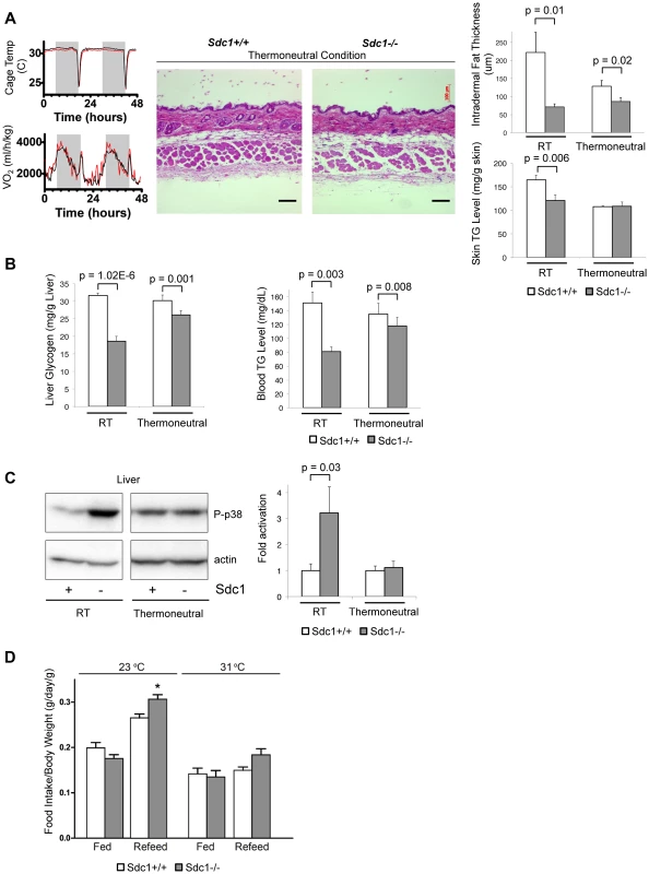 Thermoneutral housing rescues the <i>Sdc1−/−</i> phenotype.