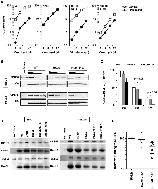<i>In vitro</i>-derived CPSF6-resistant virus may alter CPSF6 binding.