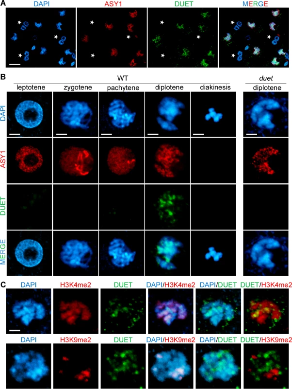 DUET is expressed during diplotene and localizes on euchromatin.