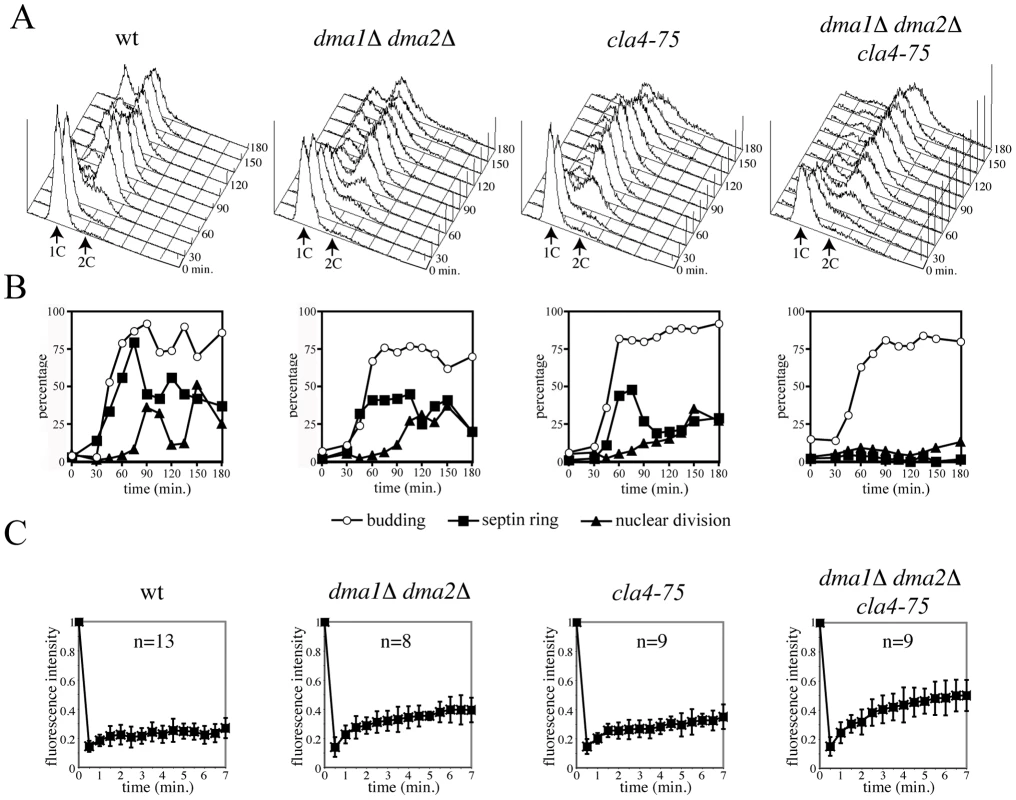 Dma proteins are required together with Cla4 for septin ring deposition.