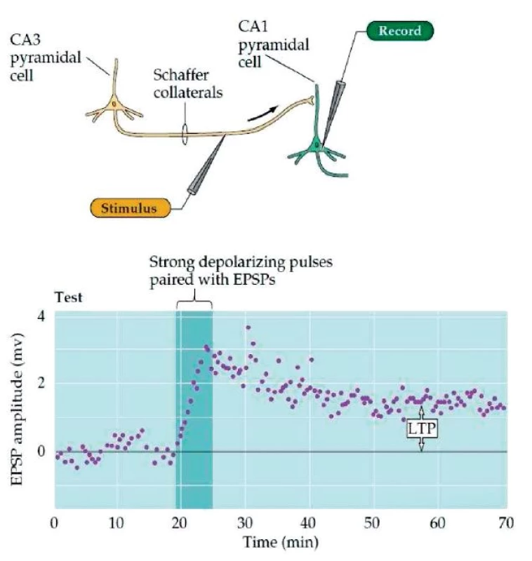 Dlouhodobá potenciace, LTP. (Převzato Purves, D. et al., Neuroscience 4ed 2014.)