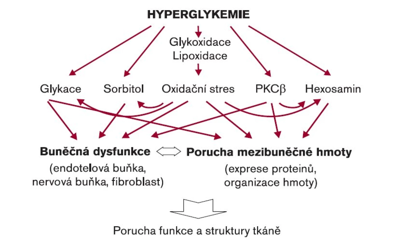 Patogenetické mechanizmy podmiňující rozvoj pozdních komplikací při diabetes mellitus.