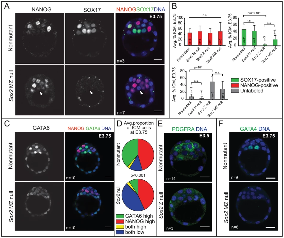 <i>Sox2</i> is required for the initial expression of PE genes in the ICM.