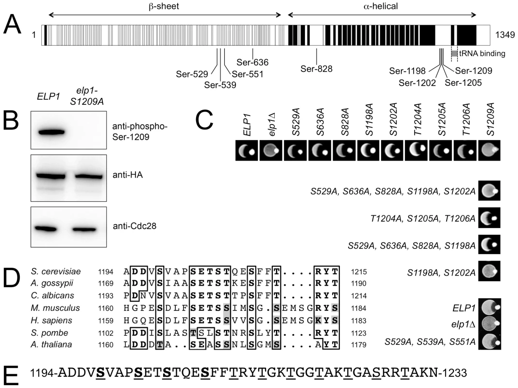 Identification of functionally important sites of phosphorylation in Elp1.