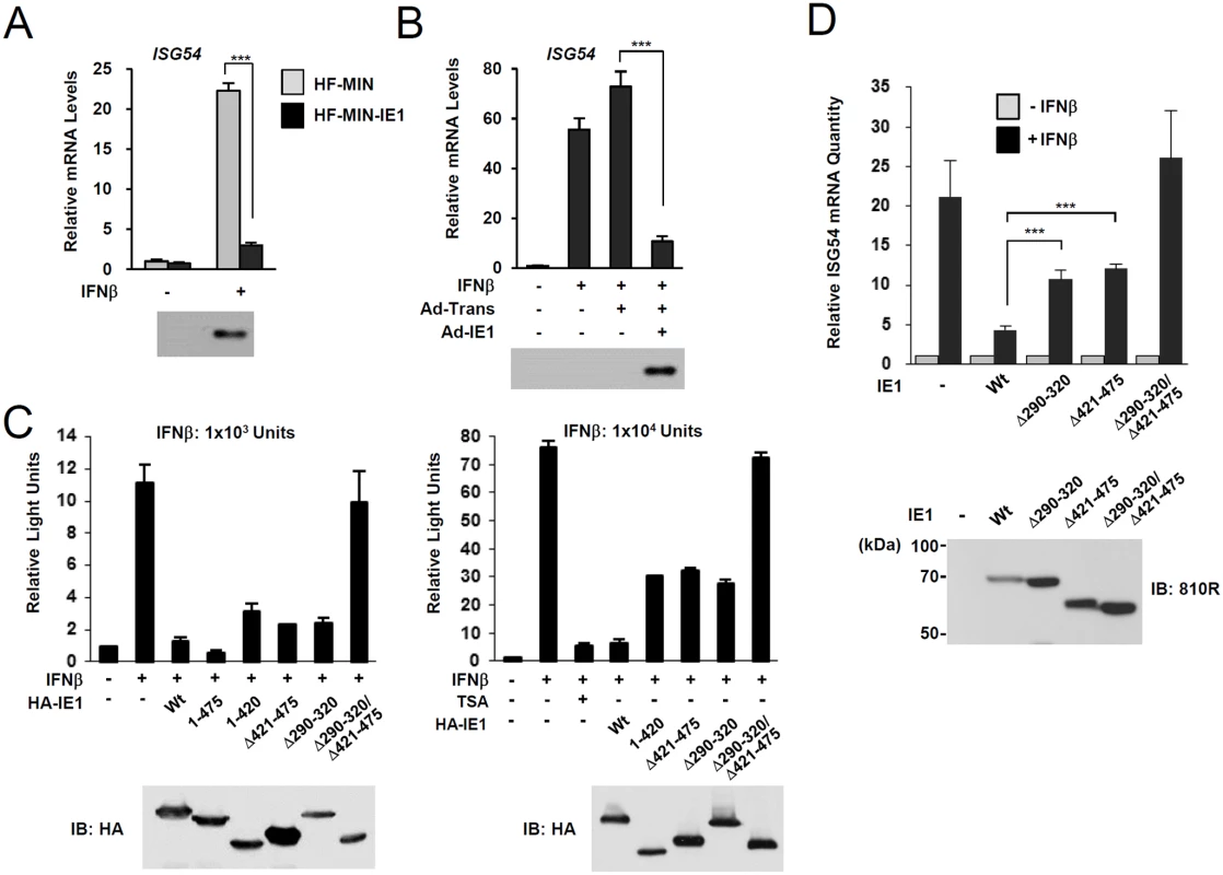 Effects of ectopic IE1 expression on the IFNβ-mediated ISG54 induction.