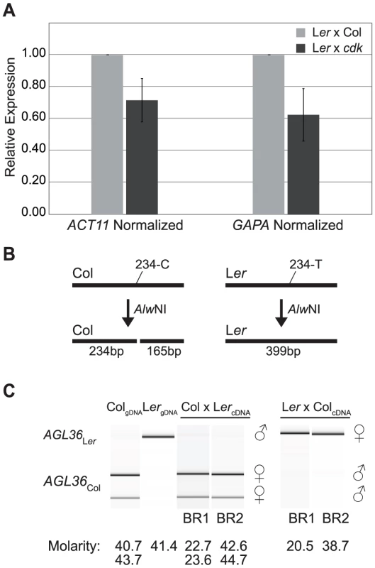 <i>AGL36</i> is only expressed from the maternal genome.