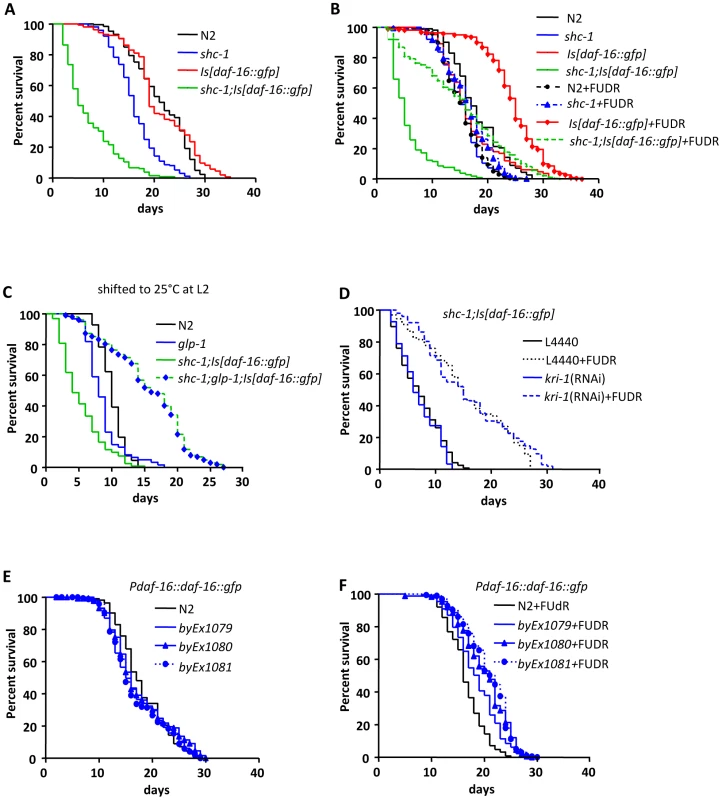 Lifespan of <i>daf-16</i> transgenic animals.
