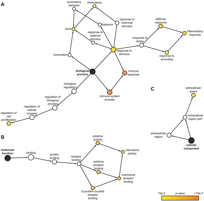 Predominant functional themes among IE1-activated genes.