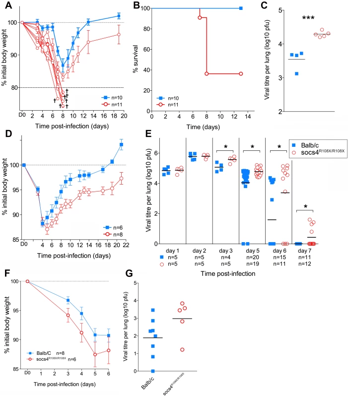 <i>Socs4<sup>R108X/R108X</sup></i> mice show increased susceptibility to influenza A infection.