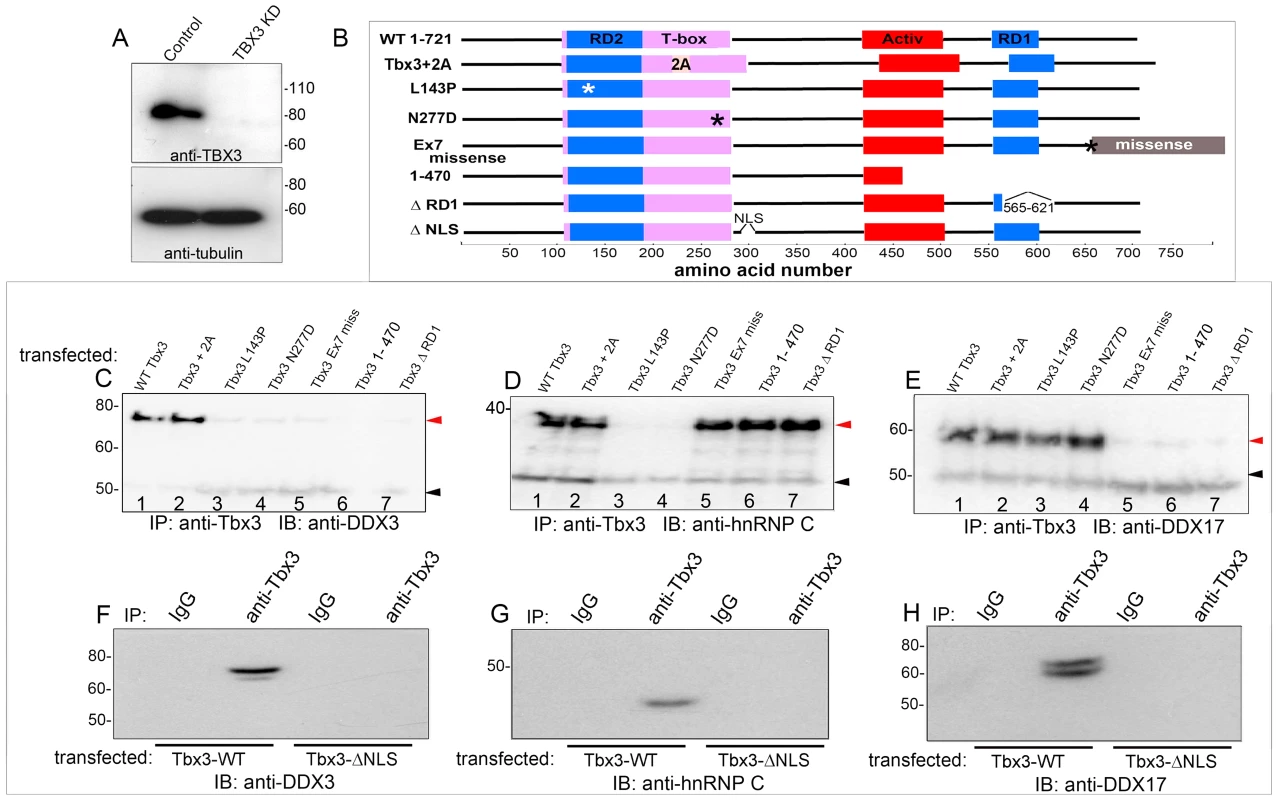 Different Tbx3 protein domains are required for protein-protein interactions.