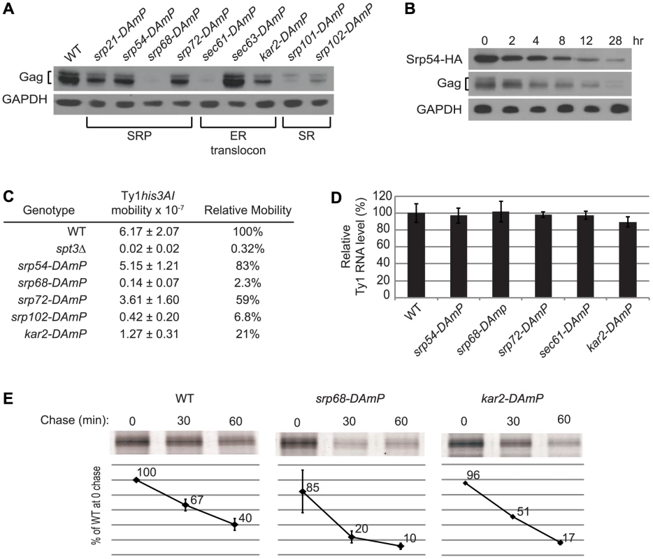 Co-translational ER translocation machinery is required for Ty1 Gag stability.