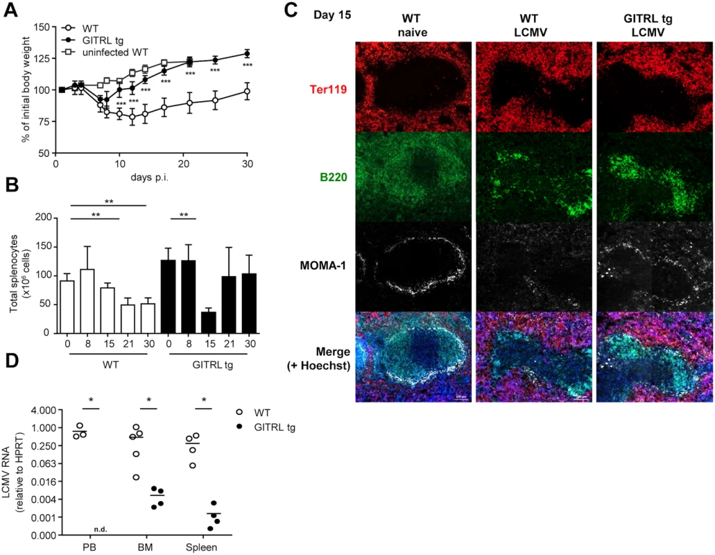 GITRL tg mice are protected against chronic LCMV infection.