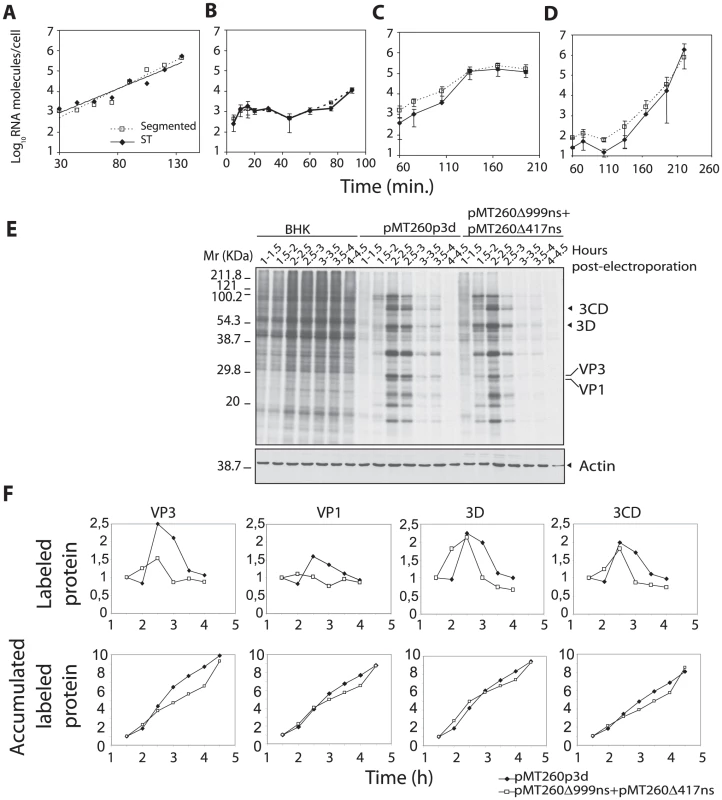 Replication kinetics of C-S8p260 (segmented) and C-S8p260p3d (ST) FMDV in BHK-21 cells.