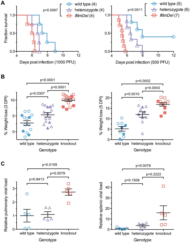 An <i>Ifitm</i> locus deletion renders mice more susceptible to influenza.