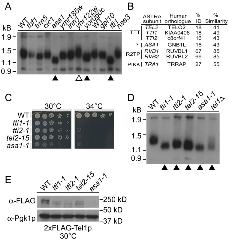 A screen for altered telomeres among poorly characterized essential CIN genes identifies components of ASTRA/TTT.