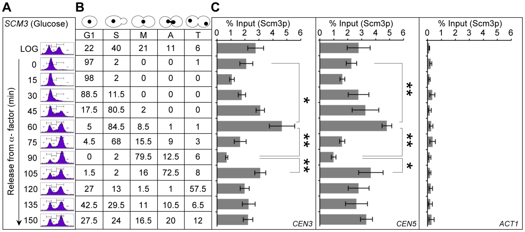 Centromeric association of Scm3p is cell cycle regulated.