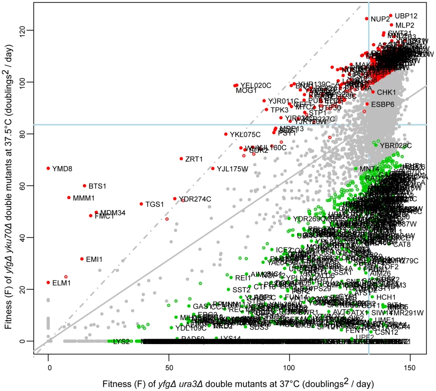 Fitness of <i>yku70</i>Δ strains at high temperature.