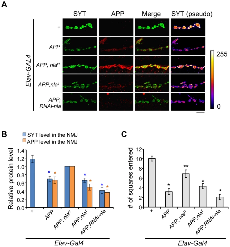 Nebula overexpression restores synaptotagmin level and enhances APP delivery to the synaptic terminals.