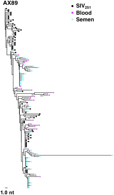 Compartmentalization of blood- and semen-derived <i>env</i> sequences during peak SIV replication in monkey AX89.