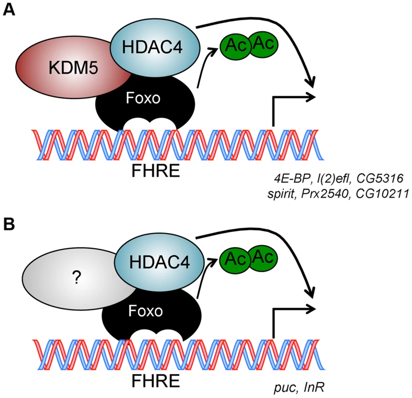 Model for KDM5 function.