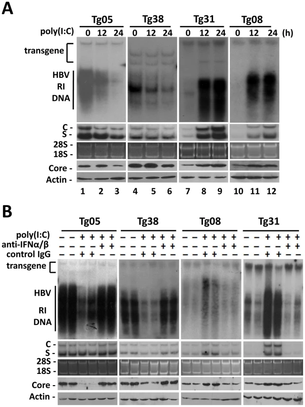 Effects of IFN- α/β on HBV in mice.