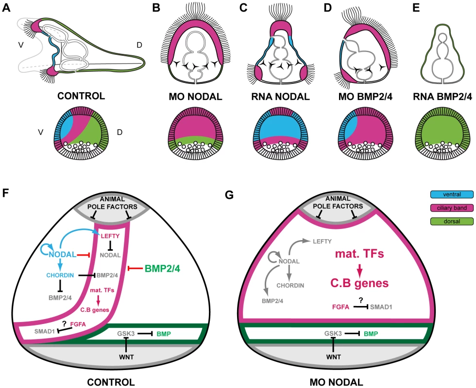 Changes in identity of ectodermal territories following perturbations of Nodal or BMP signaling and novel model of ectoderm patterning.