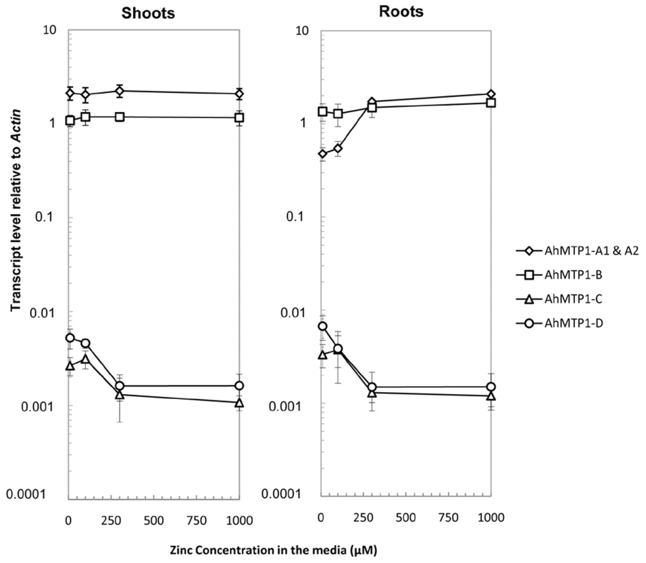<i>AhMTP1s</i> transcript accumulation in plants submitted to different zinc treatments.