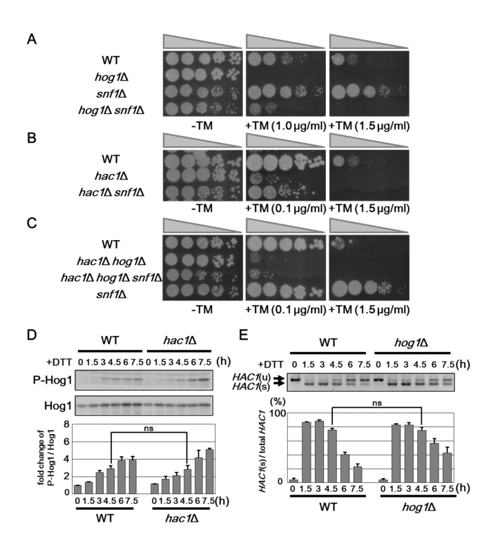 Snf1 regulates ER stress tolerance via Hog1 and UPR.