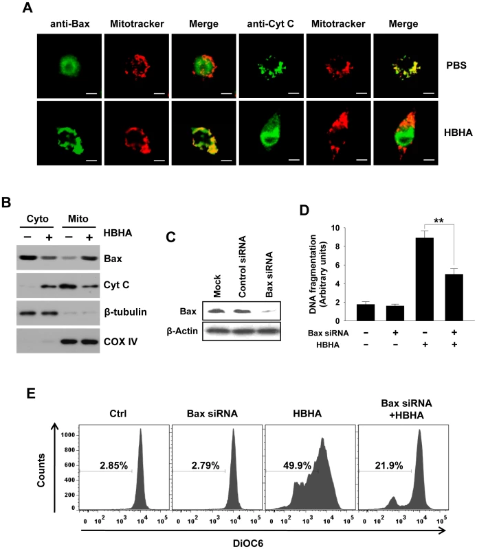 Bax translocation and cytochrome <i>c</i> release by HBHA treatment in macrophages.