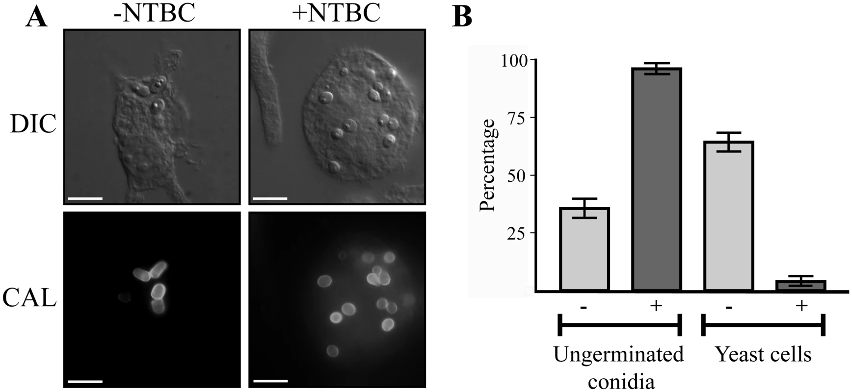 <i>hpdA</i> is essential for yeast cell production during <i>P</i>. <i>marneffei ex vivo</i> growth in macrophages.