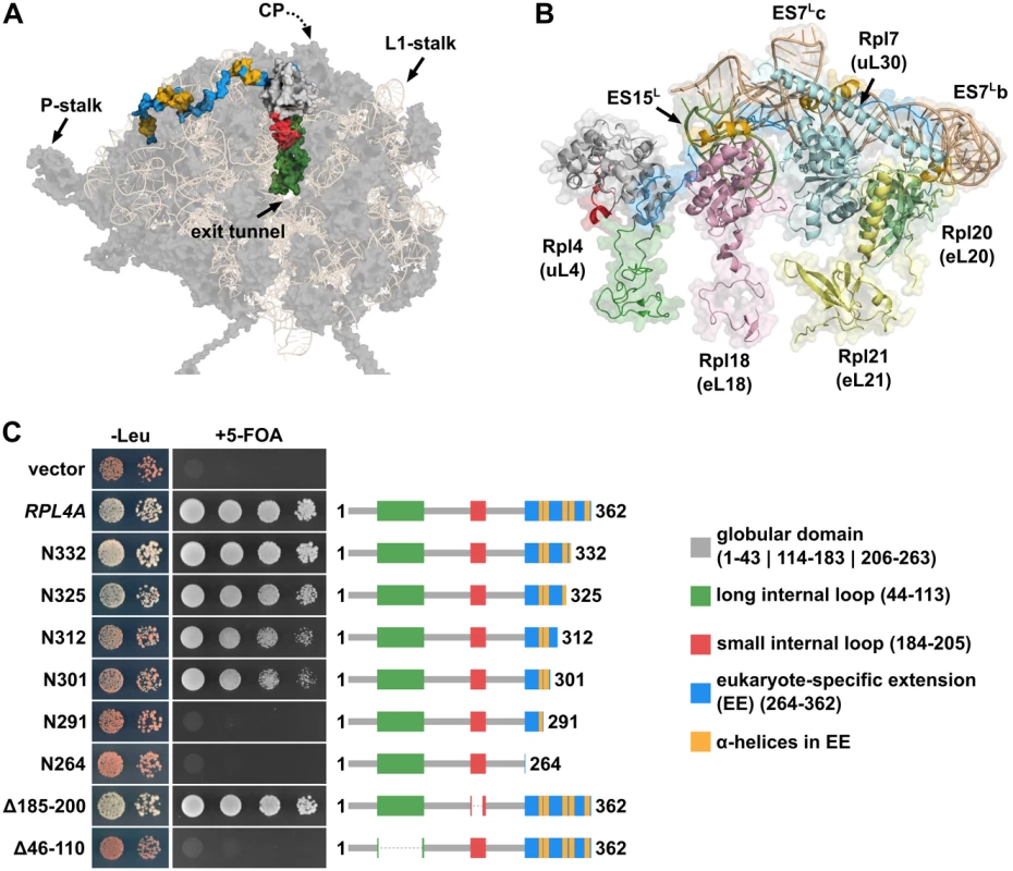 The eukaryote-specific C-terminal extension of Rpl4 is required for growth.