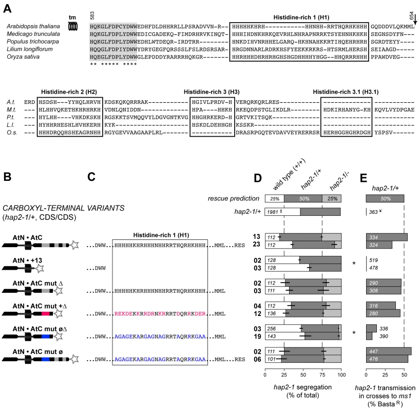 Positive charge in the C-terminal region is required for HAP2(GCS1) function.