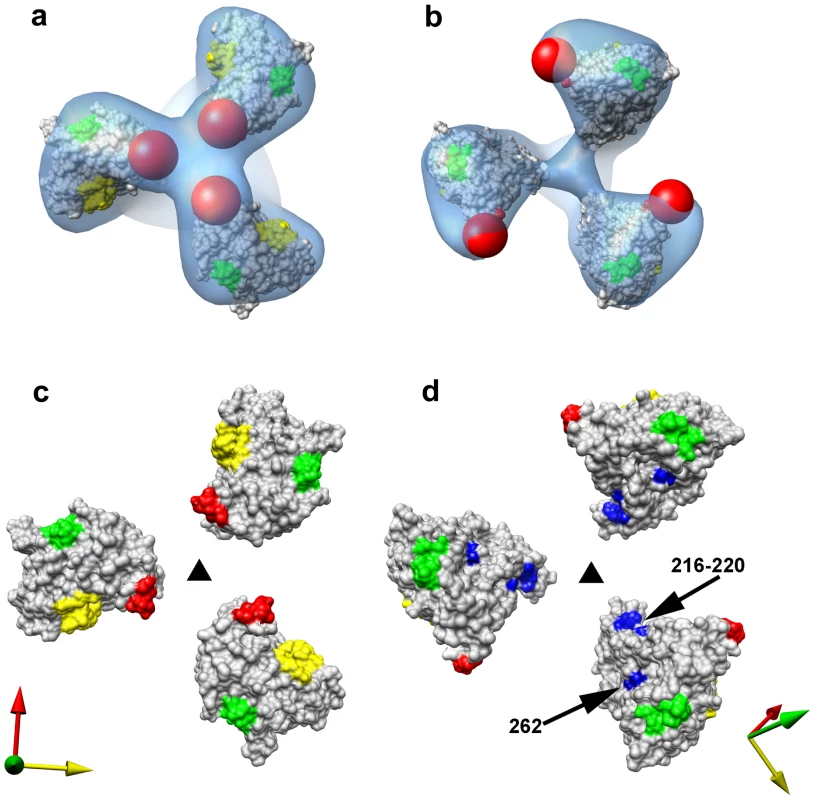 Closed and open states of trimeric SIV Env.
