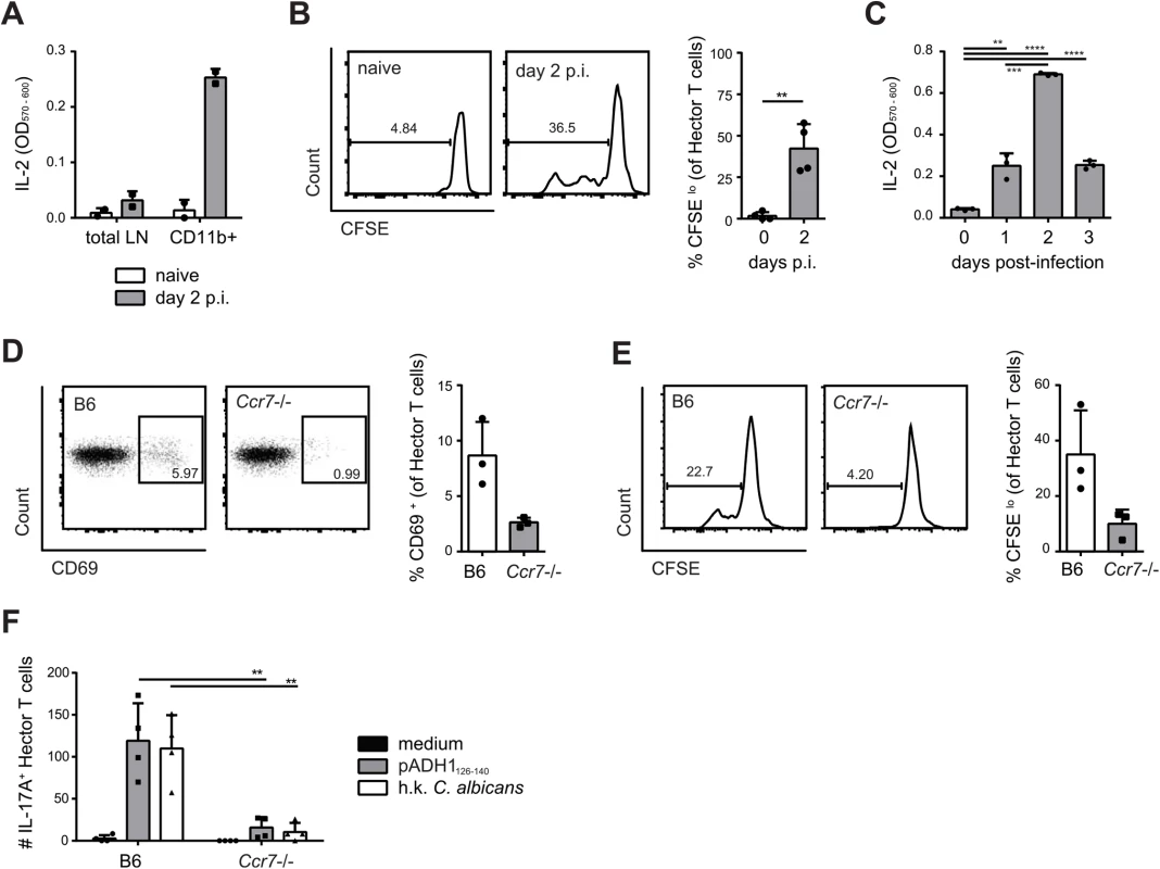 Transport of <i>C</i>. <i>albicans</i>-derived antigen to the cervical lymph nodes is CCR7-dependent.