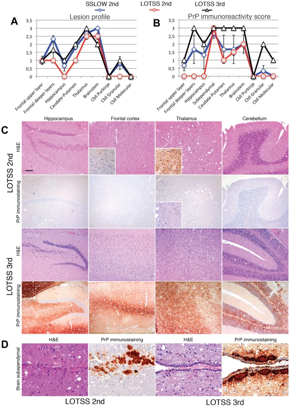 Histopathological analysis of brains of LOTSS-inoculated animals.