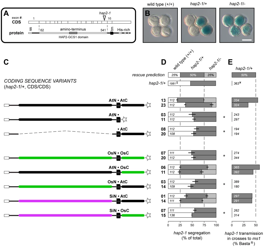 Analysis of <i>HAP2(GCS1)</i> deletions and interspecific chimeras.